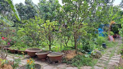 Renting gardens, factories, warehouses in the old New Nectar Society, the new Bình Chánh society