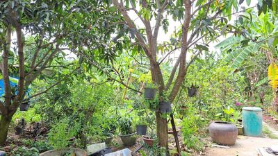 Renting gardens, factories, warehouses in the old New Nectar Society, the new Bình Chánh society