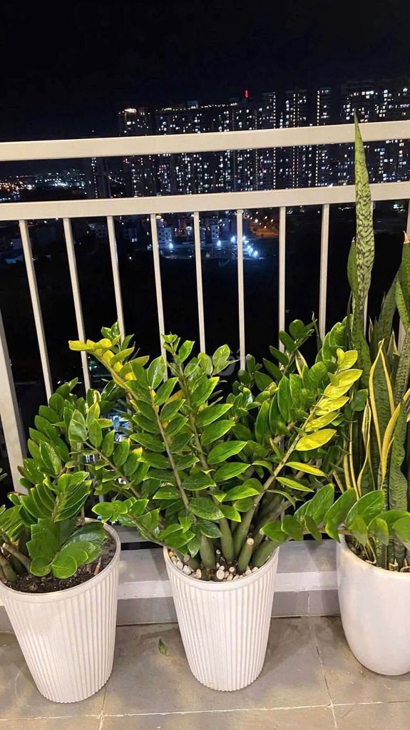 4 Đào Trí Phú Thuận.