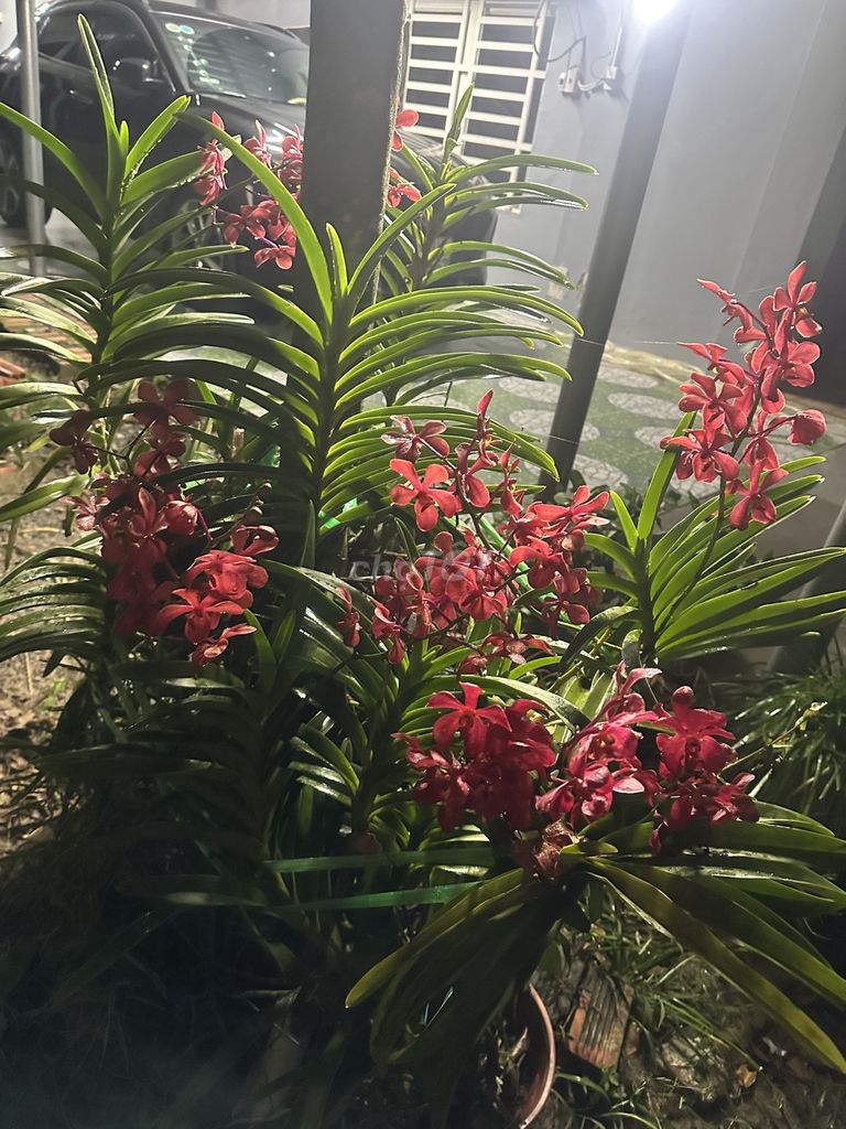 Rent a Củ Chi - 4 bedroom garden