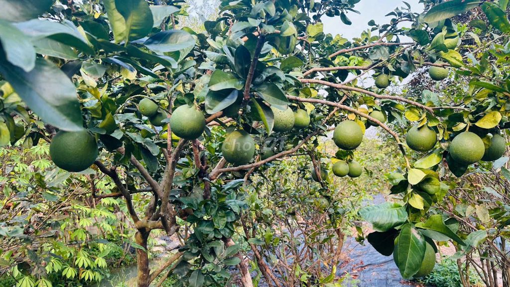 Rent a Củ Chi - 4 bedroom garden