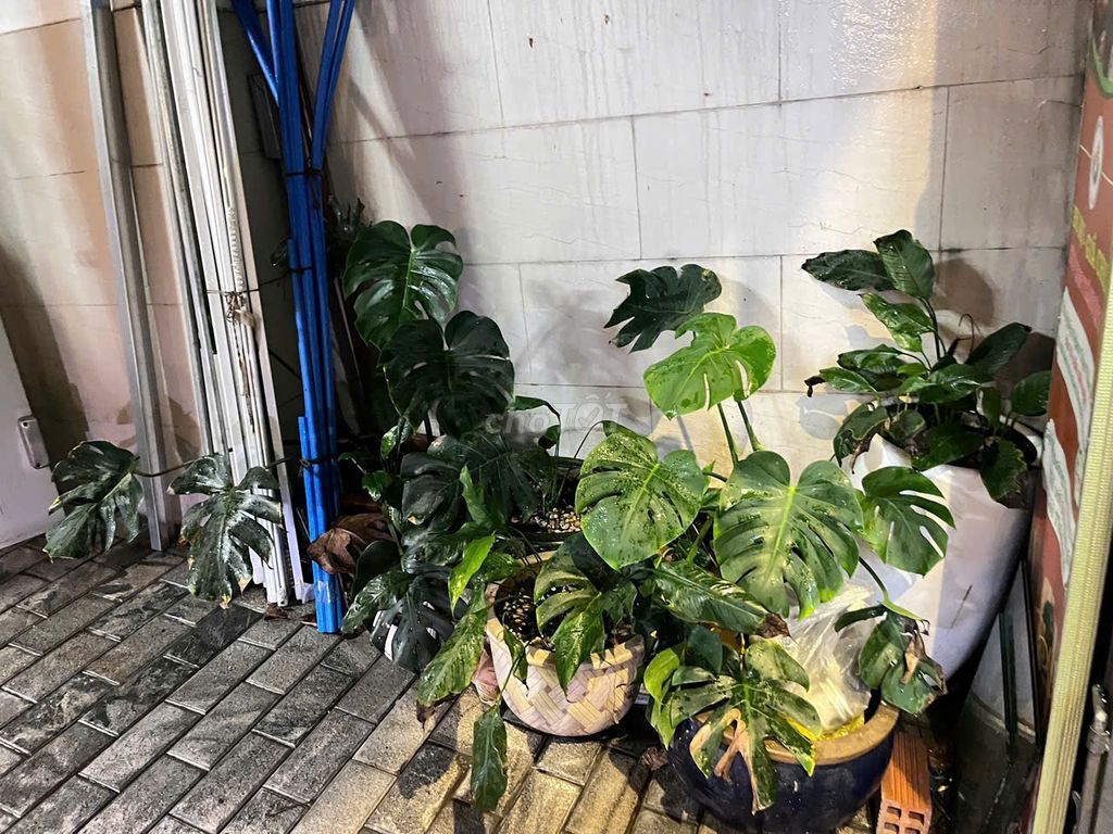 4 bedroom 3 toilets - just north of security - Bình Thọ, Thủ Đức
