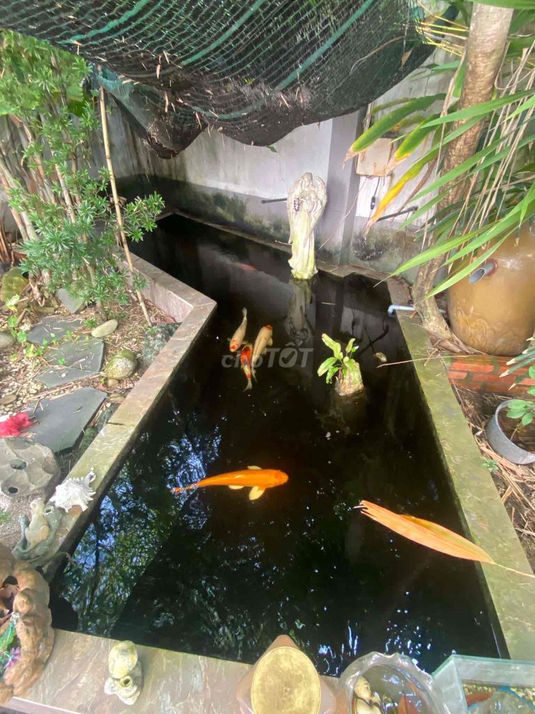 3 stories of sulfur-based gardening, Nhà Bè-the-Salver,