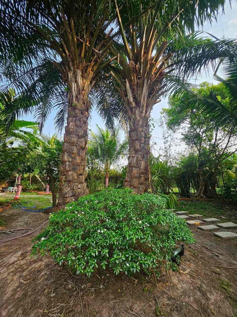 Rent a garden house and pool Củ Chi