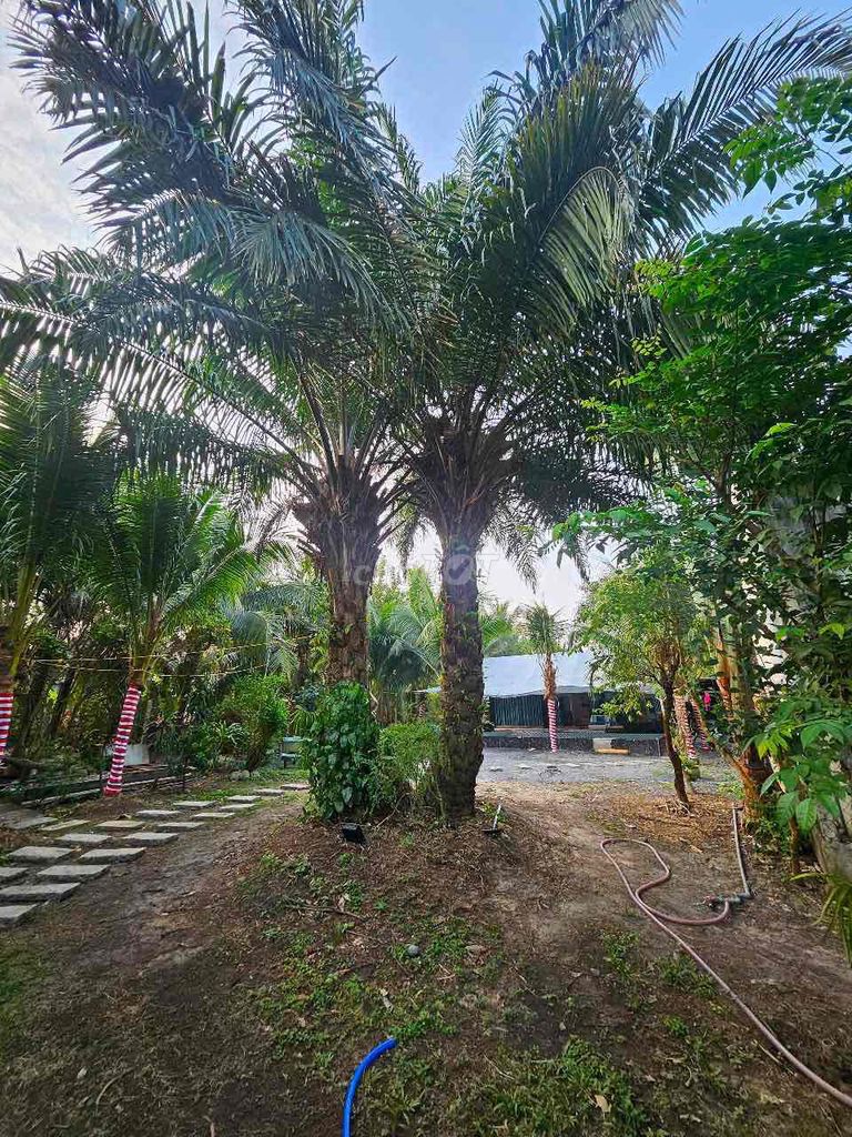 Rent a garden house and pool Củ Chi