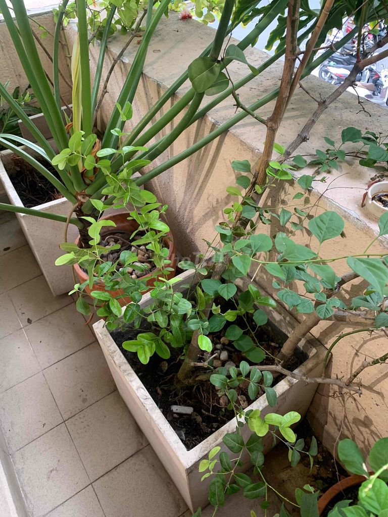 House wide, 14 meters long, 2 p. sleep +1 P. I'm going to plant a tree. One foot, one floor. Okay.