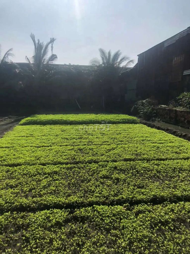 Renting the original house-- Quốc lộ 1 A, P. Thới An.