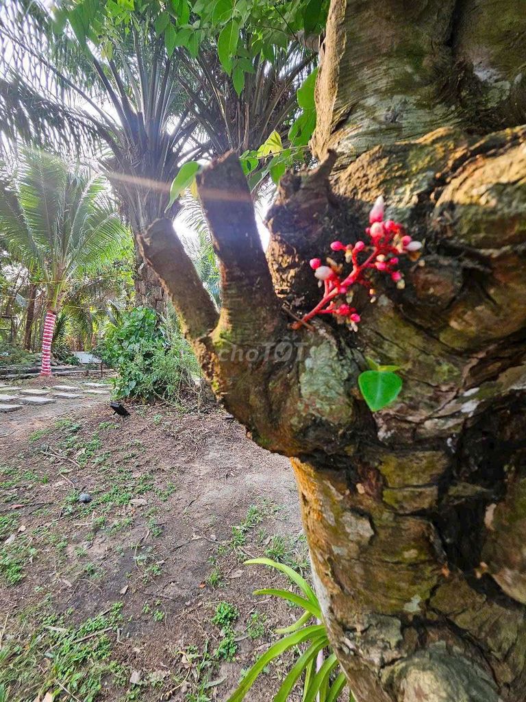 The mini-cave house is thinking