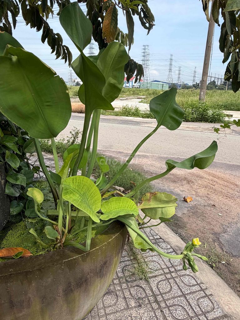 Rent room 3.7 million, 21st Bình Thạnh
