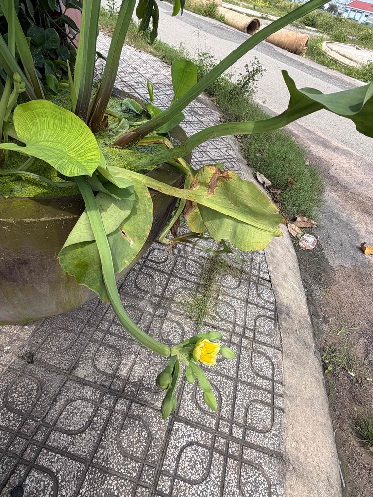Rent room 3.7 million, 21st Bình Thạnh