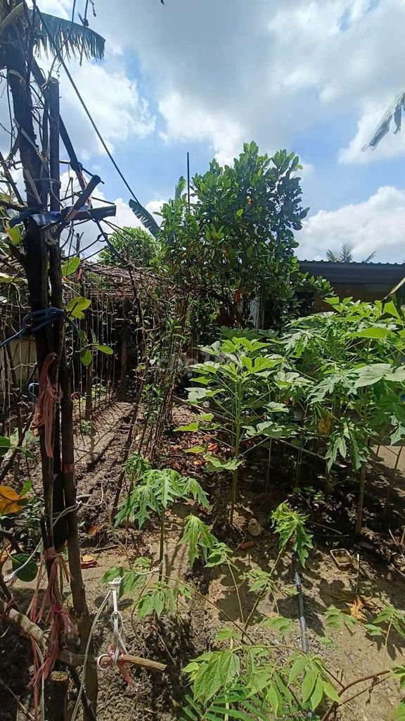 Garden 8*25 has the Vĩnh Lộc B Chief Channel House