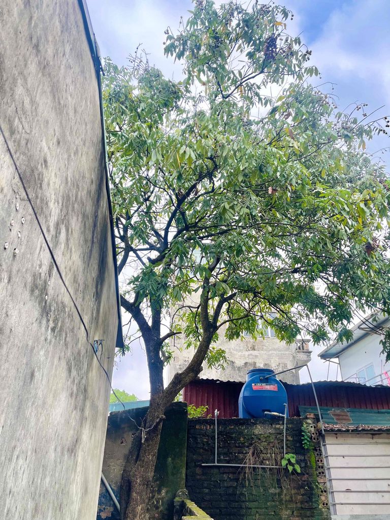 Rent a garden across from Hateco Hoàng Mai 90m2,940 million