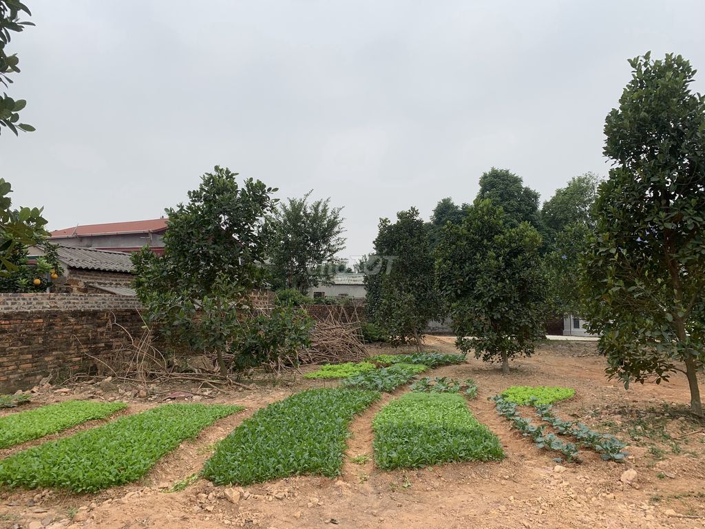 Rent gardens 1,500 m2 in Minh Phú- Sóc Sơn